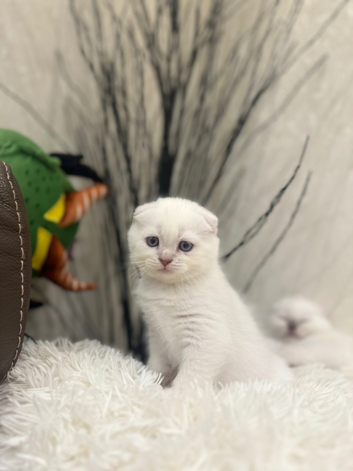 Котята шотландские blue point