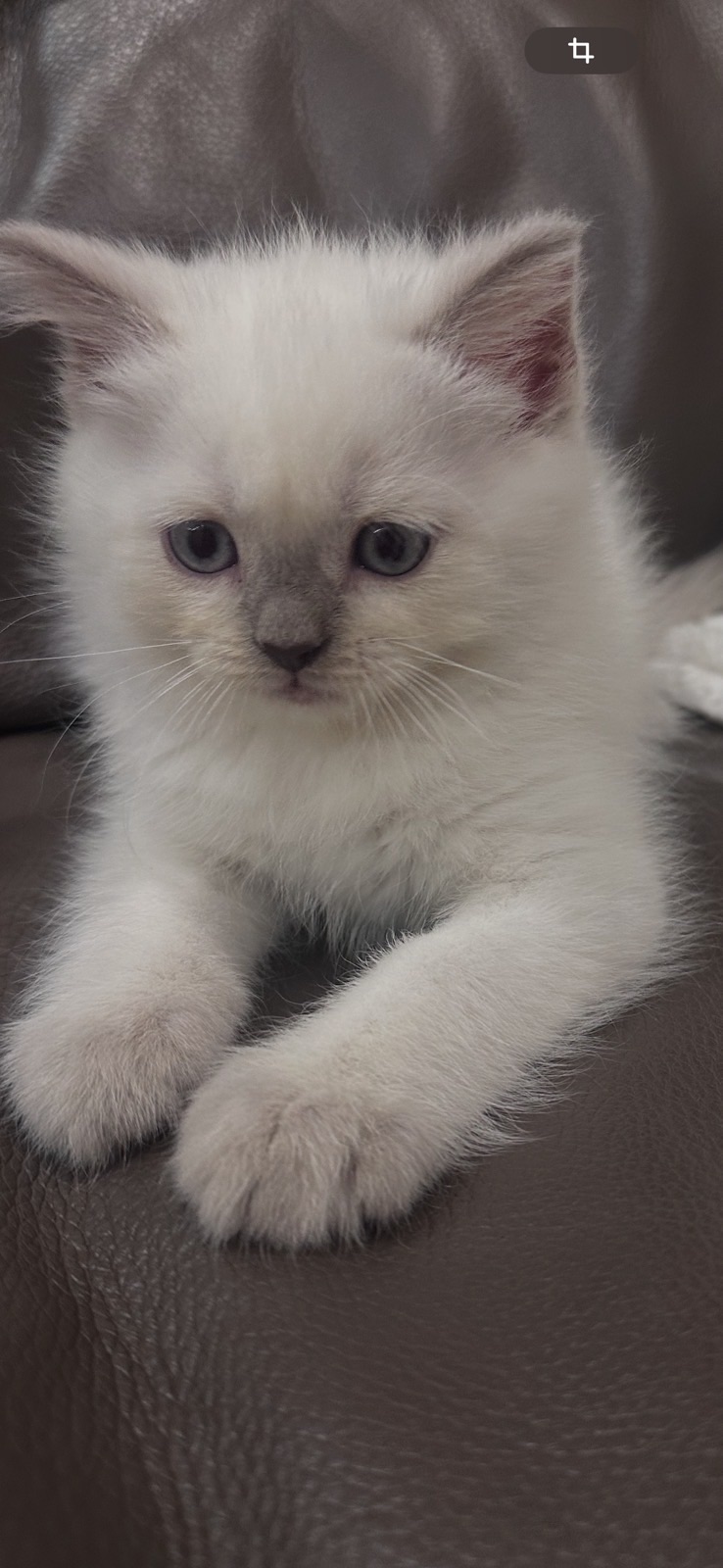 Котята шотландские blue point