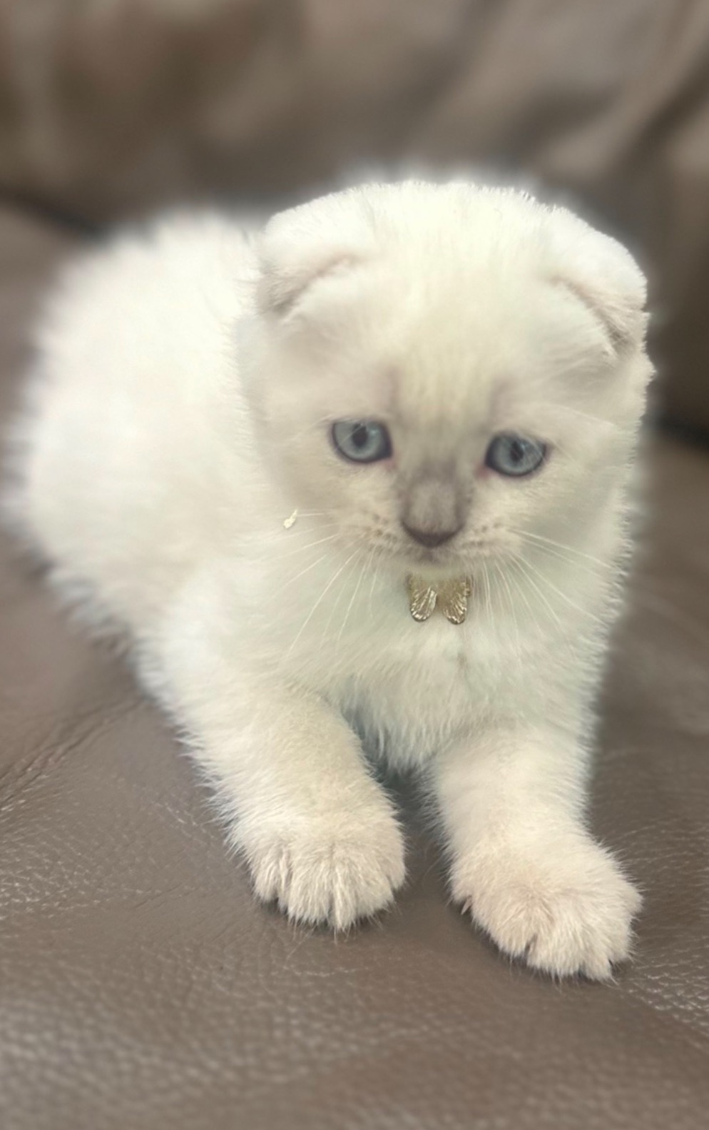Котята шотландские blue point