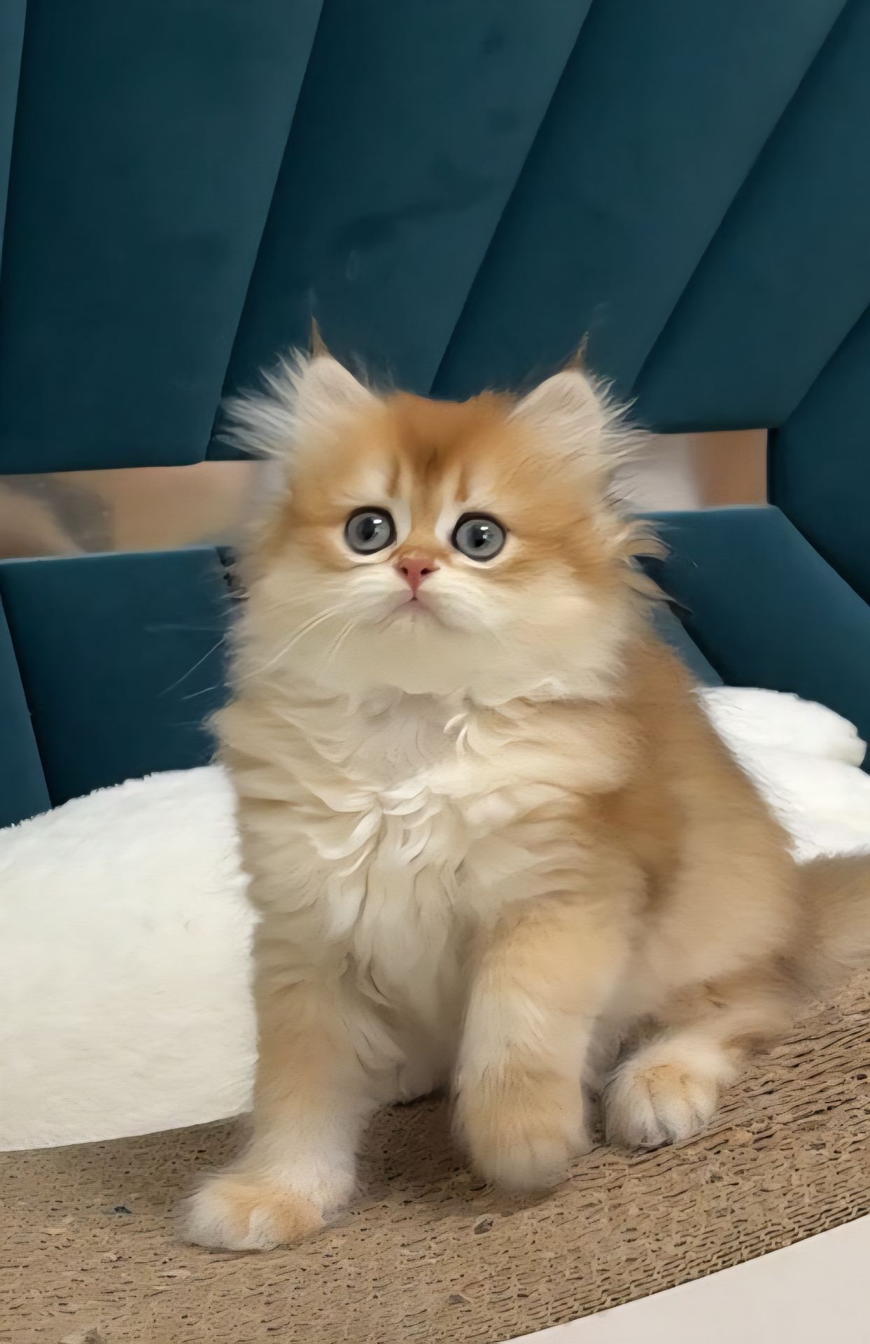 Шотландський хлопчик золота шиншила
