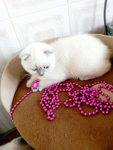 Чудові Блюпоінти скоттиш фолд і страйт