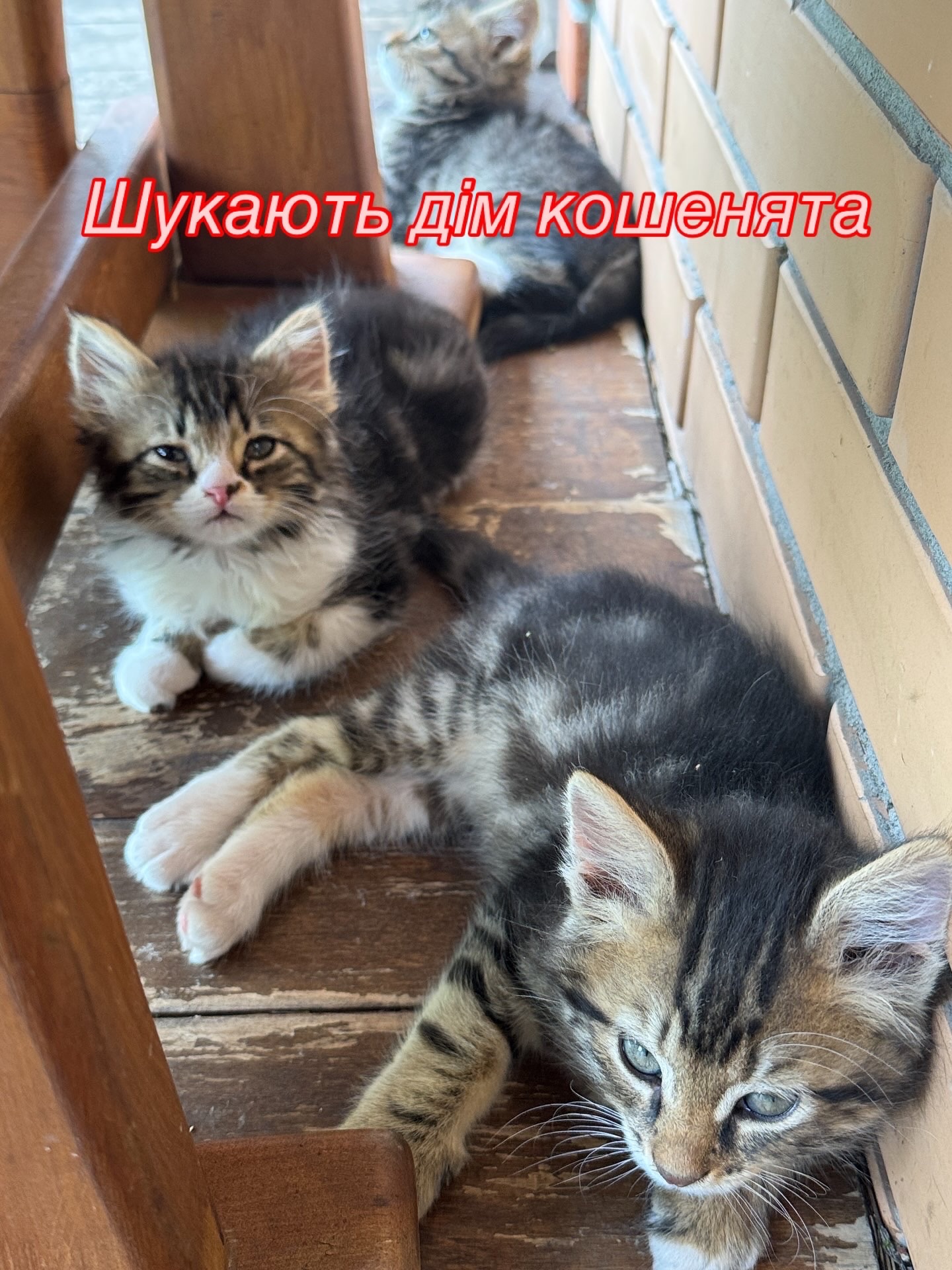 Кошенята