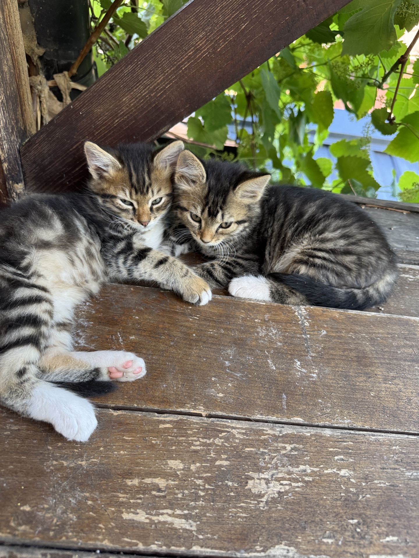 Кошенята