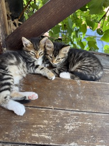 Кошенята