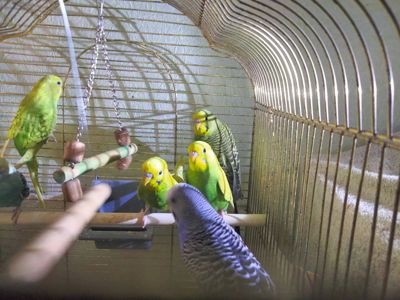 Хвилясті папуги