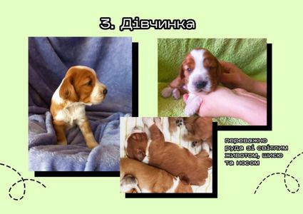 Английские кокер-спаниели, 6 щенков. БРОНЬ