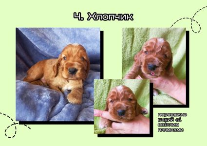 Английские кокер-спаниели, 6 щенков. БРОНЬ