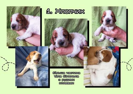 Английские кокер-спаниели, 6 щенков. БРОНЬ