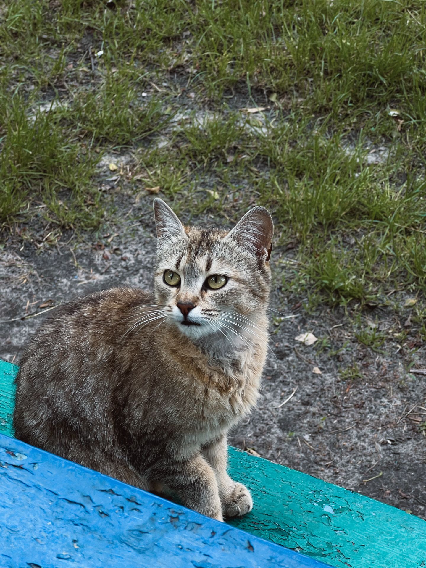 Кошеня