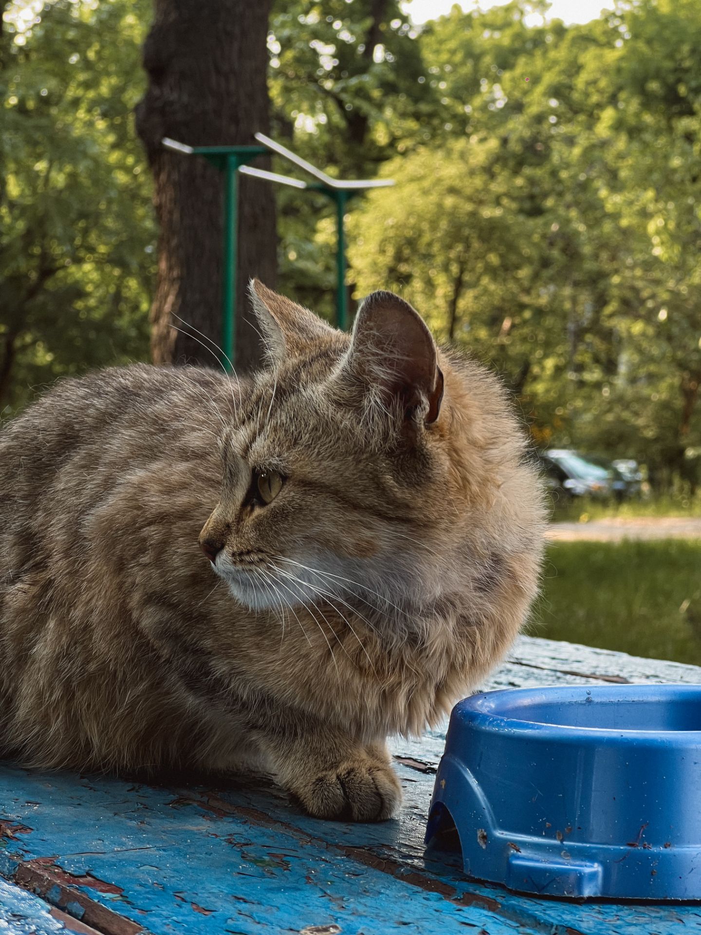 Кошеня