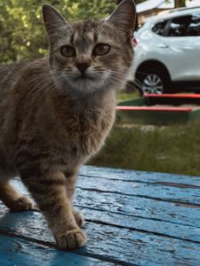 Кошеня