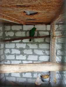 Эклектус