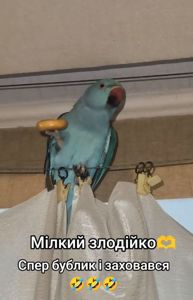 Ожереловый попугай