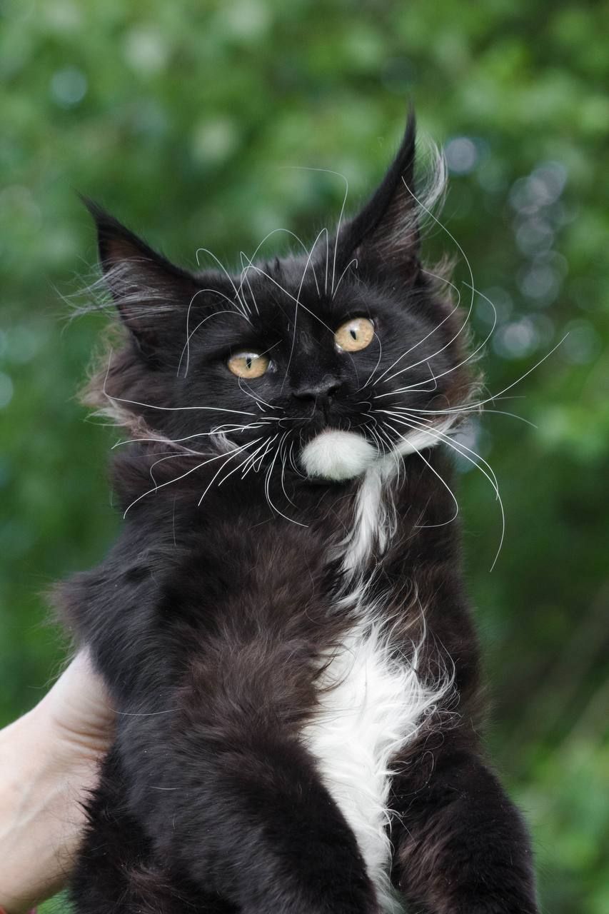 Кошенята Мейн Кун