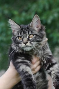 Кошенята Мейн Кун