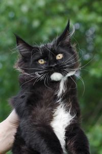 Кошенята Мейн Кун