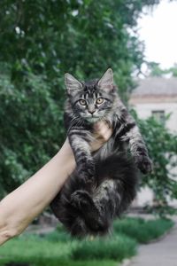 Кошенята Мейн Кун