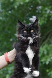Кошенята Мейн Кун