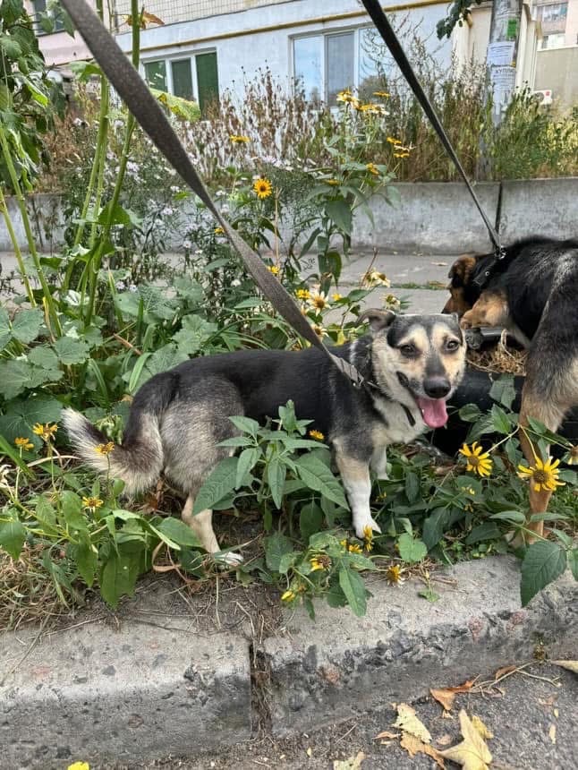 Врятований Малюк чекає на свою нову родину!
