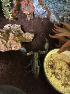 Скорпіон Heterometrys Cyaneus