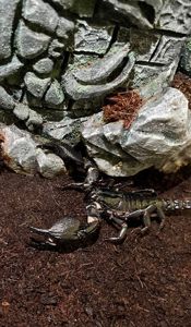 Скорпіон Heterometrys Cyaneus