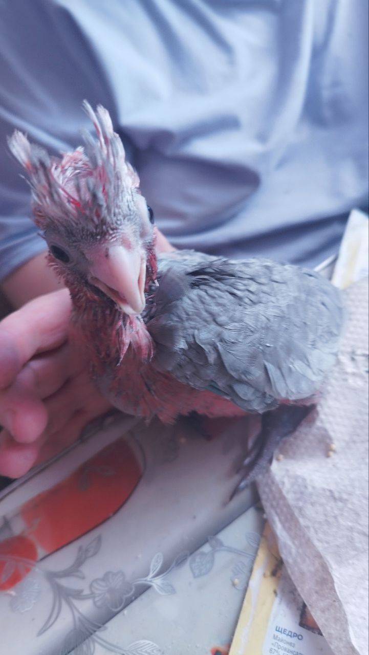 Розовий какаду
