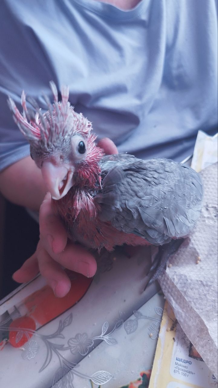 Розовий какаду