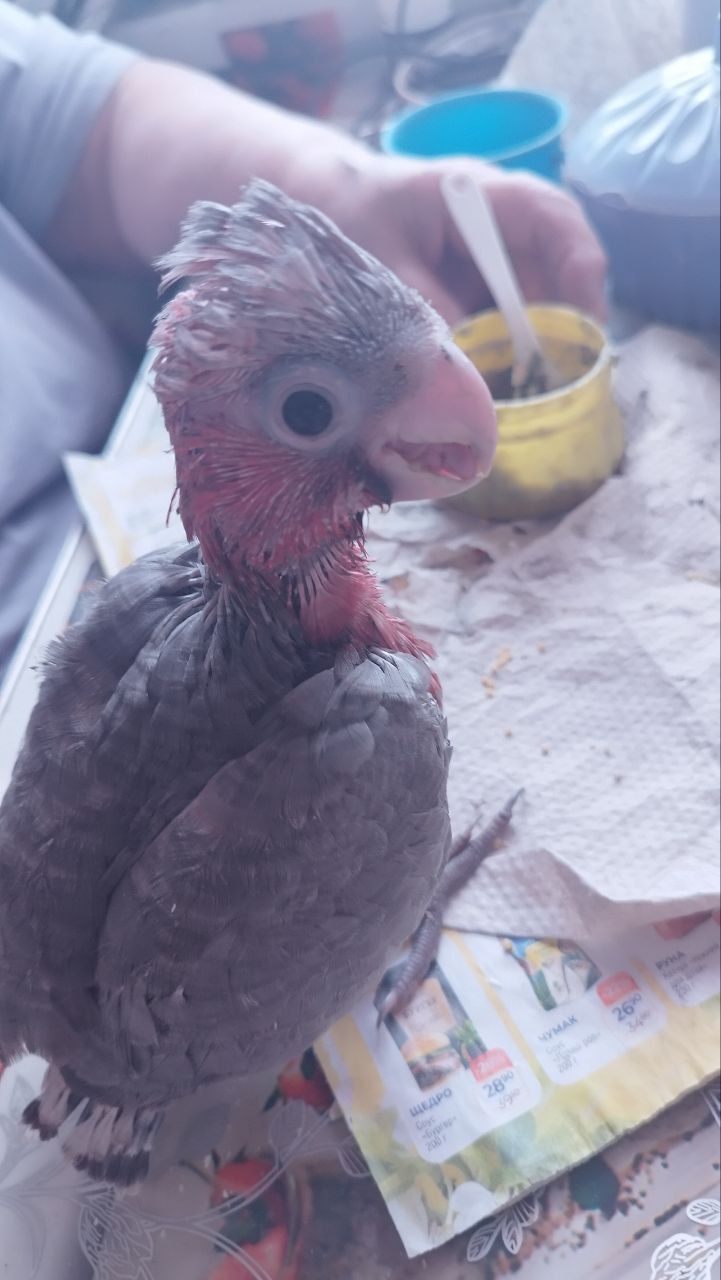 Розовий какаду