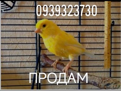 Канарейки