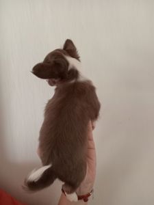 Щенки чихуахуа