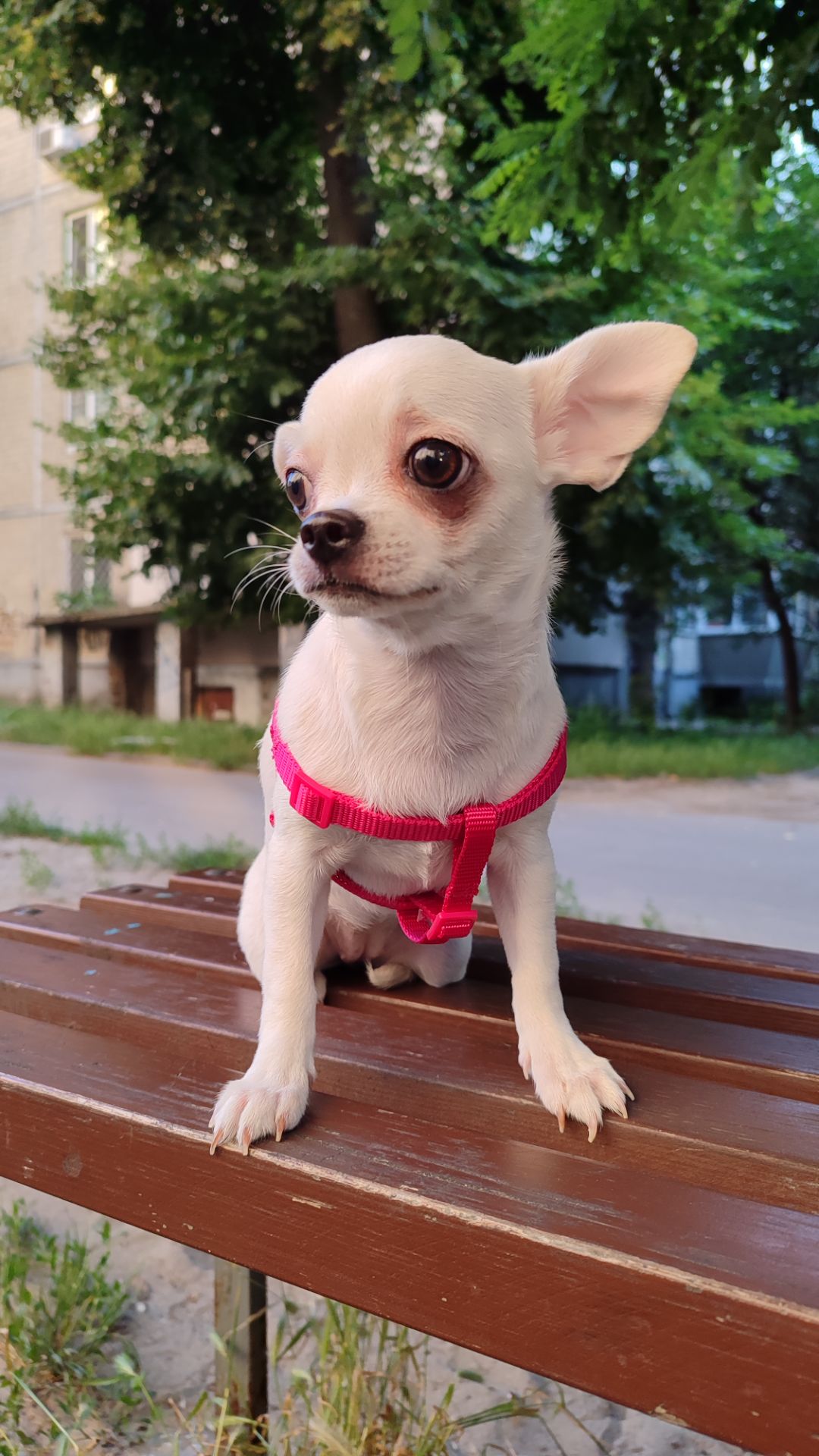 Цуценя чіхуахуа дівчинка