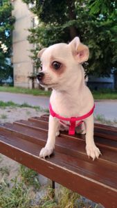 Цуценя чіхуахуа дівчинка
