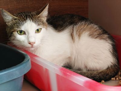 Оливка
