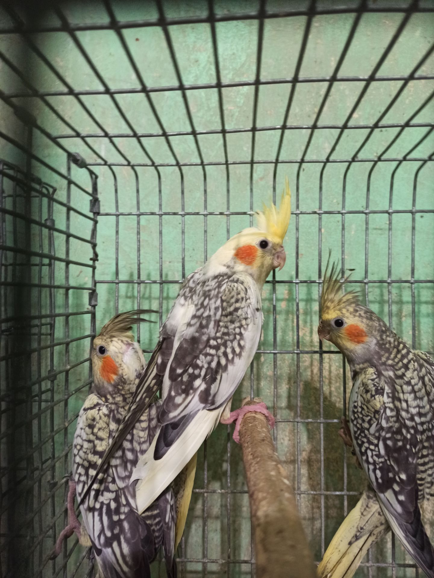 Кореллы птенцы