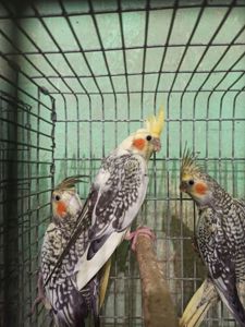 Кореллы птенцы