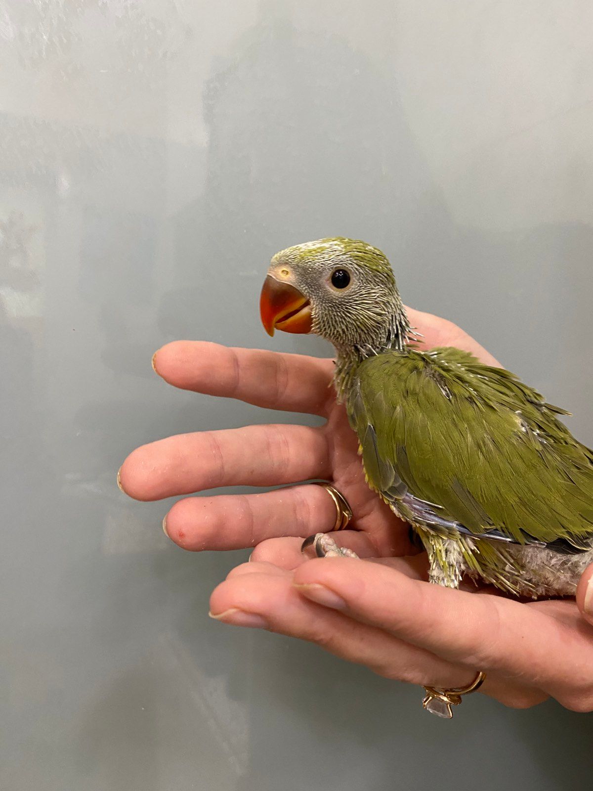 Оливковий папуга ожереловий індійський, ручне пташеня