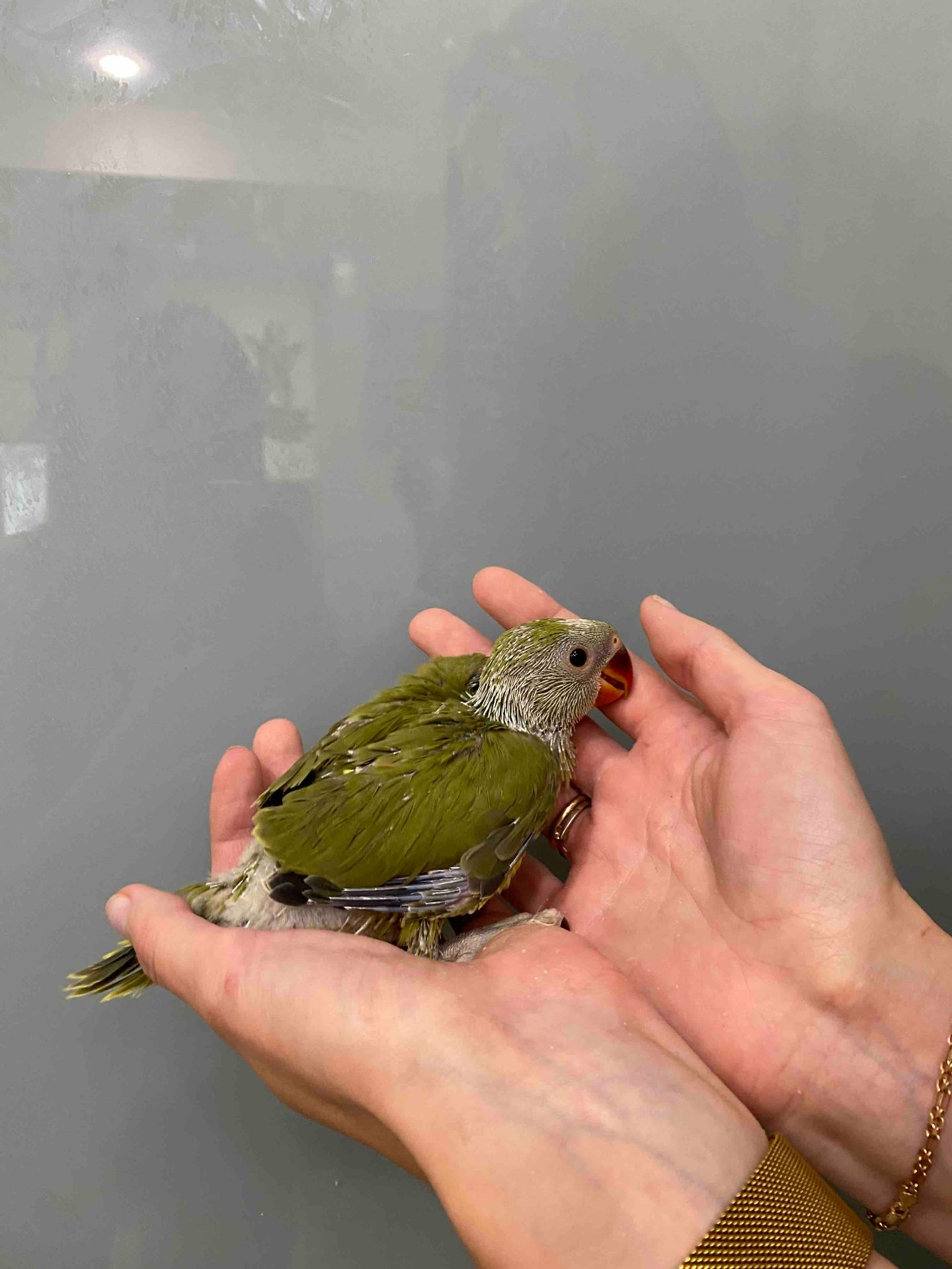 Оливковий папуга ожереловий індійський, ручне пташеня