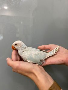 Бело-голубой ожереловый попугай. Эксклюзивный окрас - ручной малыш