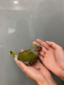 Оливковий папуга ожереловий індійський, ручне пташеня