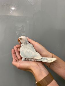 Бело-голубой ожереловый попугай. Эксклюзивный окрас - ручной малыш