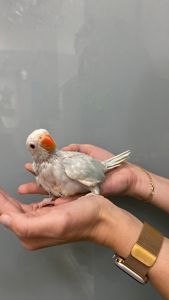 Бело-голубой ожереловый попугай. Эксклюзивный окрас - ручной малыш