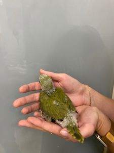 Оливковий папуга ожереловий індійський, ручне пташеня