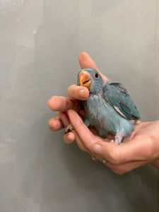 Попугай Ожереловый синий - ручные на кашке