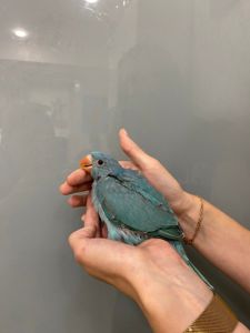 Попугай Ожереловый синий - ручные на кашке