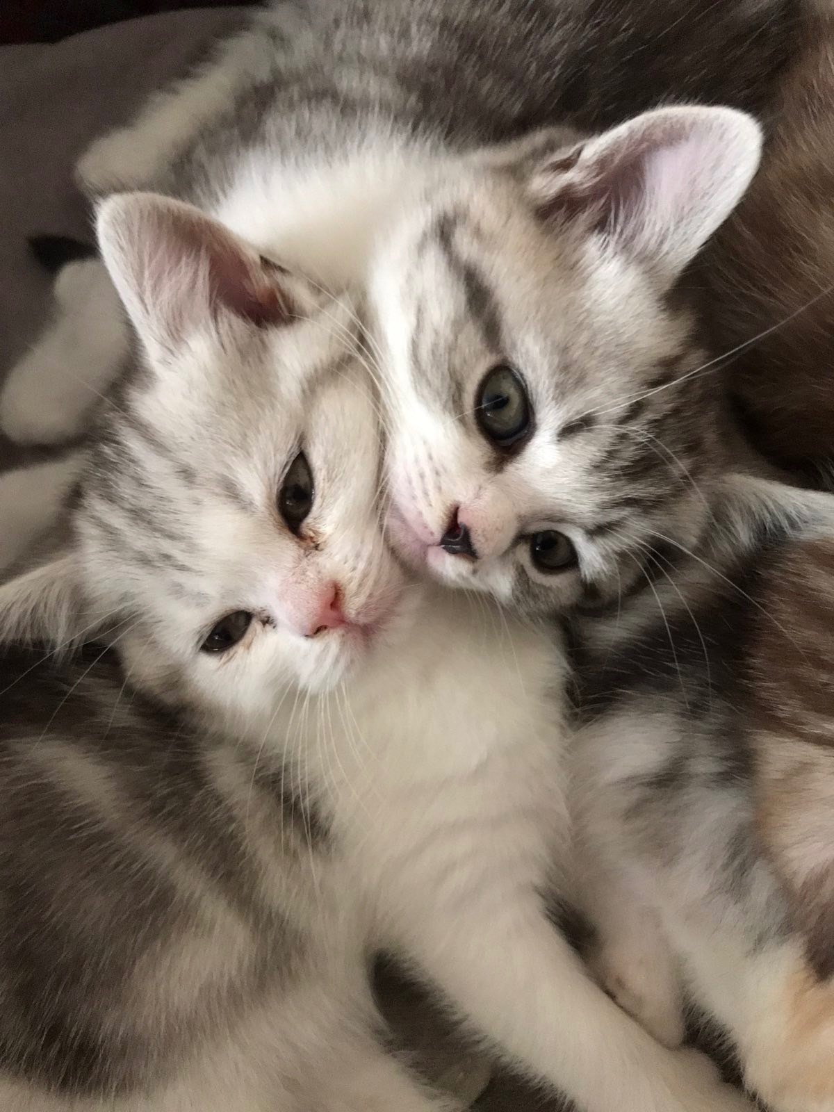 Шотландські кошенята