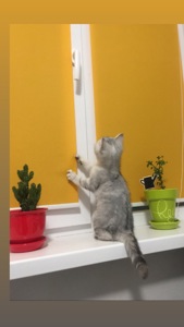 Шотландські кошенята