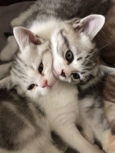 Шотландські кошенята