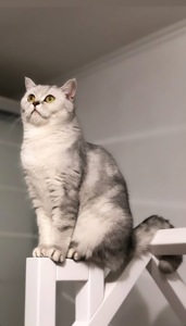Шотландські кошенята