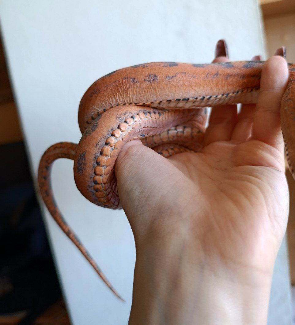 Маїсовий полоз Scaleless