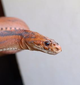 Маїсовий полоз Scaleless